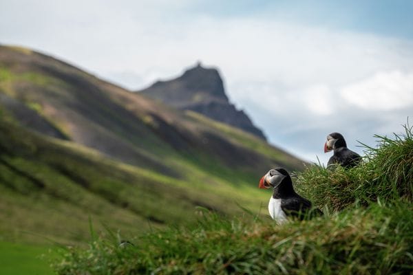 Papegaaiduikers in IJsland_Foto Camille Seaman