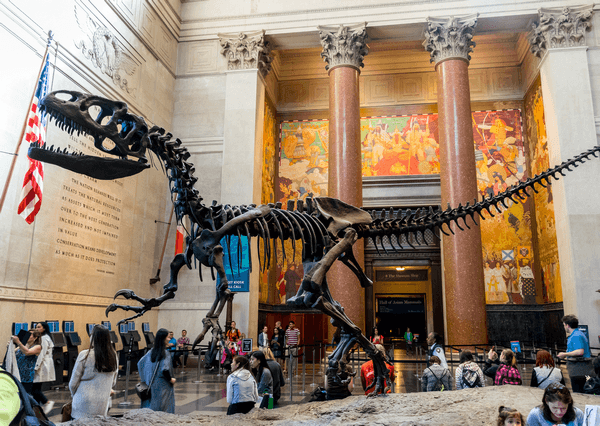 T. rex, de Koning van het Krijt - Foto Shutterstock