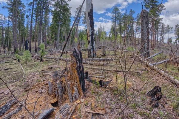 shutterstock_24736081