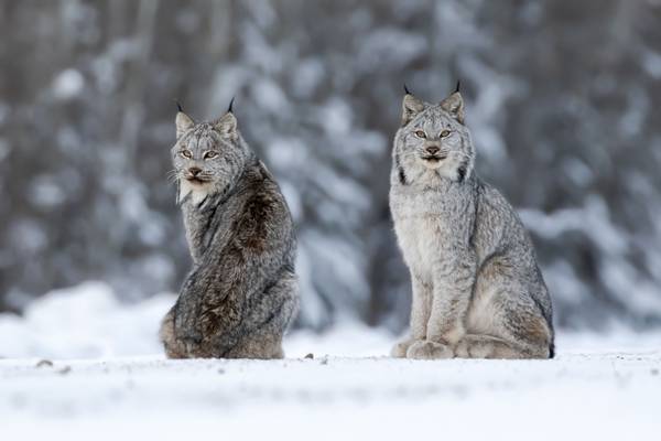 Onderweg kun je wildlife tegenkomen - Foto Travel Alberta and Nick Parayko