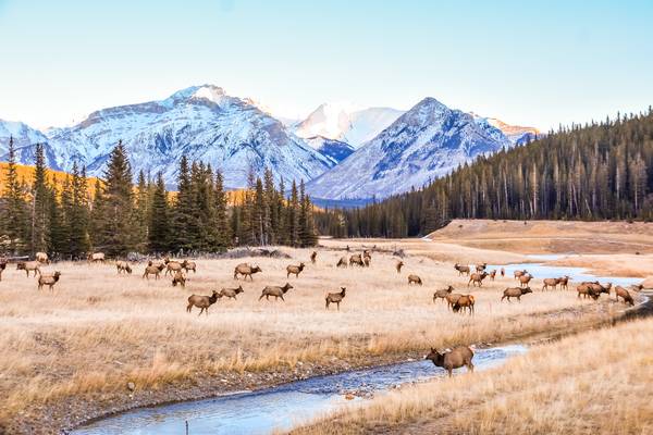 De prachtige landschappen van Canada - Foto Travel Alberta