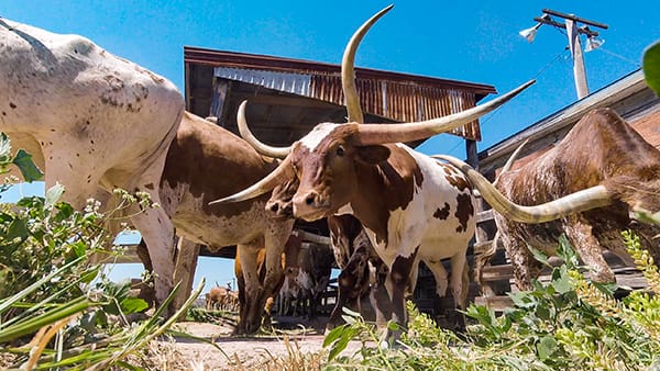 Texan Longhorns