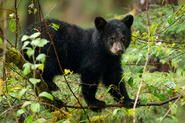Zwarte beer bij de Spirit Bear Lodge